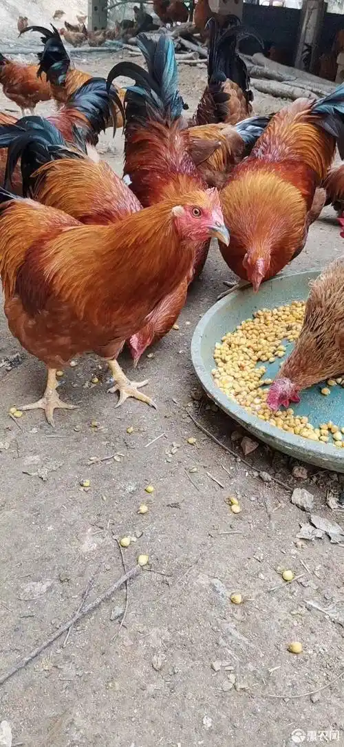 272日山岭散养土阉鸡
