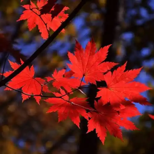 吉祥如意8265312297728头像