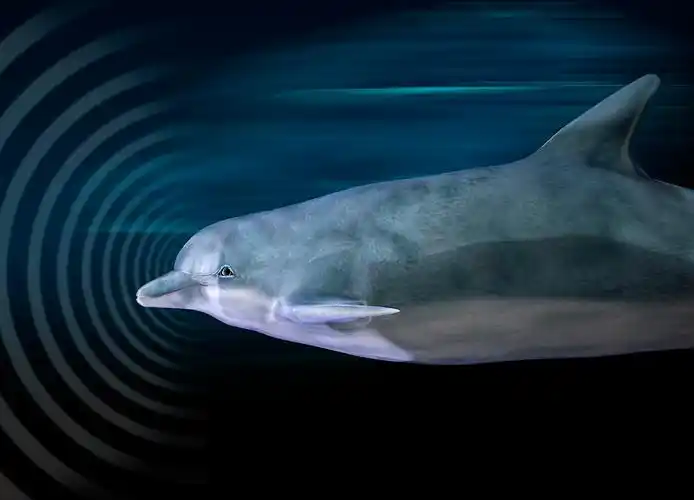 利用回声定位的海豚元素下载