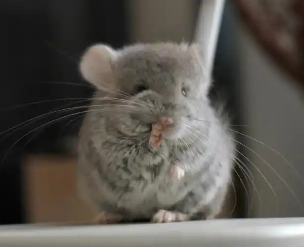 不比那些无良繁殖#龙猫  #龙猫日常  #宠物  #我家宠物好可爱  #萌宠