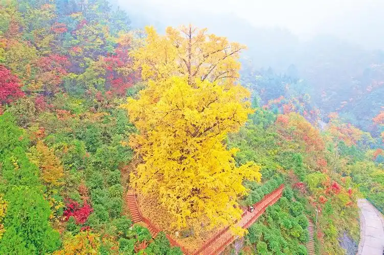 白河县:打造和美乡村,绘就宜居宜业新画卷-陕西文明网