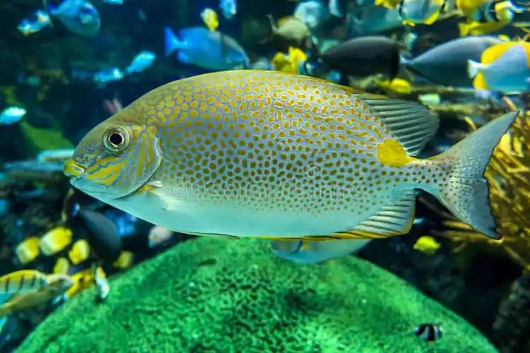 海鱼有哪些制作方法? 一起学习做美食