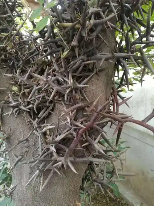 这是什么树浑身都是刺真像一只大刺猬