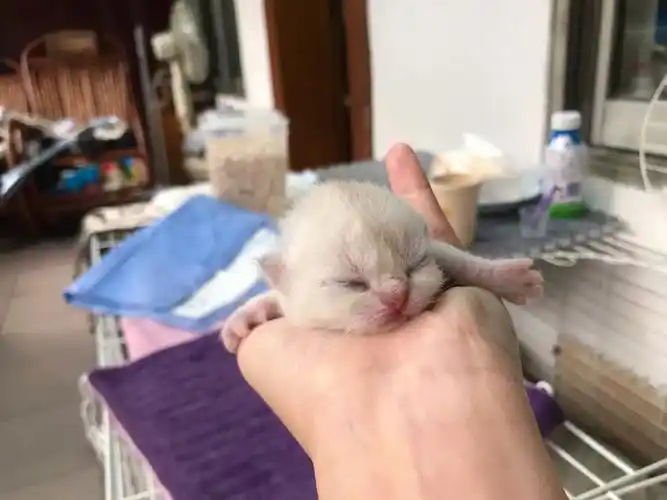 大家好我第五天啦银渐层宝宝