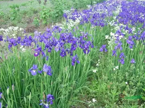 溪荪*新价格/溪荪报价