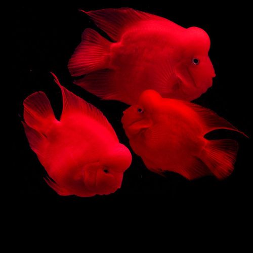 鱼鱼招财鱼淡水观赏鱼活体热带鱼财神鱼鹦鹉鱼发财鱼台版元宝财神包活