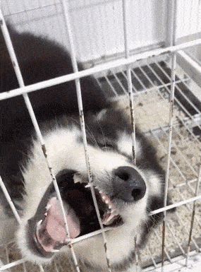 285_385竖版 竖屏gif 动态图 动图