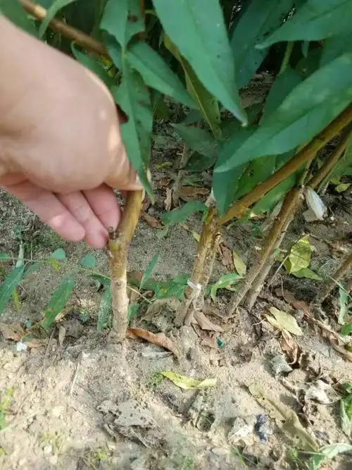 北美早甜桃苗批发价格   北美早甜桃