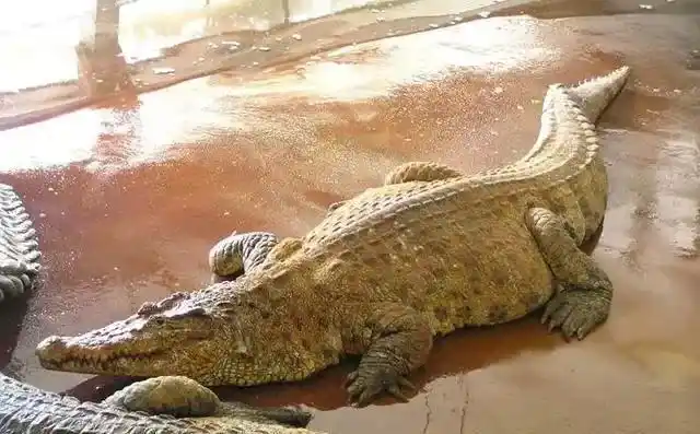 凯门鳄有多重,尼罗鳄有多大