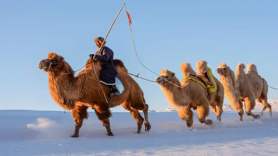 天边走来一队队跋涉的骆驼, 走啊走啊,走在那茫茫的沙漠, 风里永镲