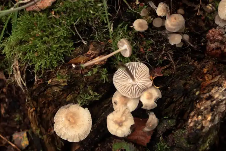 fungi-sp35-80-6d09366