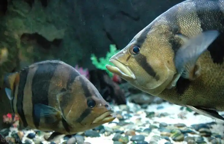 图片[9]-地球10大最好养的观赏鱼(十大好养的大型观赏鱼)-欣欣百科网