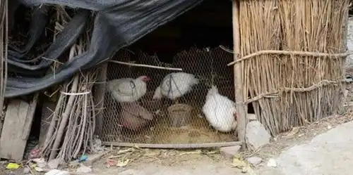 小型土鸡棚舍图片大全