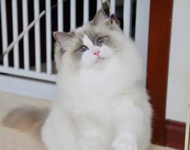 这就是传统系布偶猫独特的魅力,时间可以见证他华丽的蜕变!