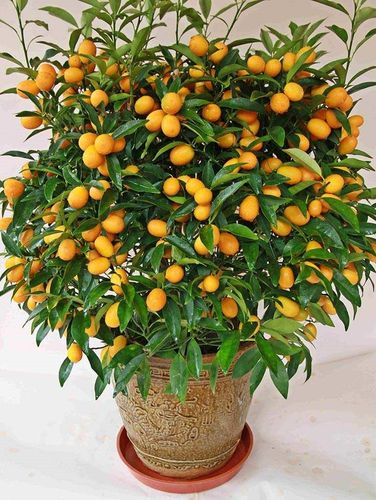 金桔盆栽当年结果