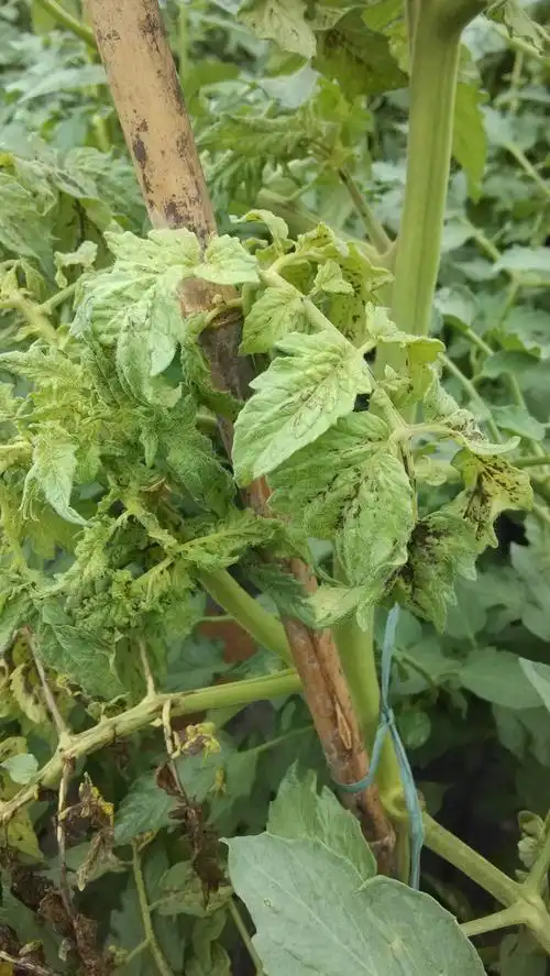 番茄条斑病毒病偷偷来袭,你准备好了吗?