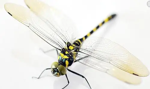 【孙昌喜】小蜻蜓,你飞走吧! 美文美篇