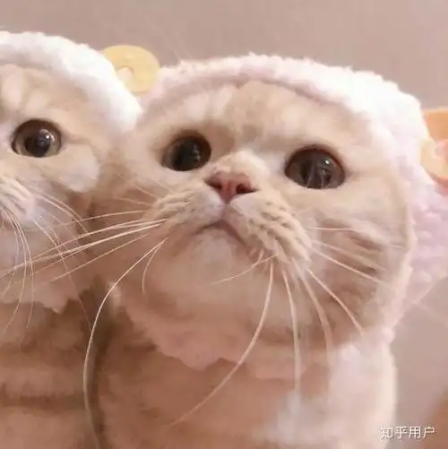 猫猫闺蜜头像(小猫闺蜜头像图片大全) - q之家 - www.anhuiqq.cn