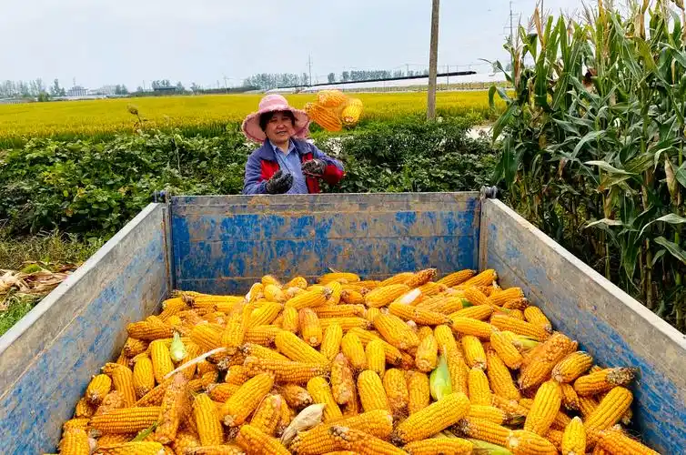 金秋玉米喜丰收