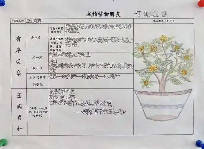 "我的植物朋友"——记双语部三年级语文实践作业展_袁雅斌_校对_记录