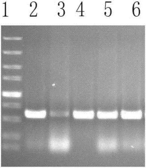 一种家蚕肽聚糖识别蛋白的表达和纯化方法与流程