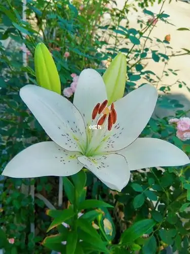 福建露天花园品种大全百合篇