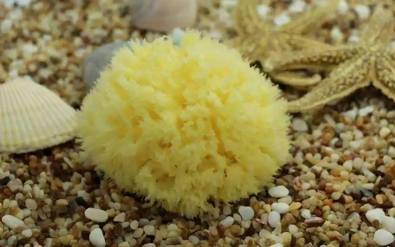 海绵这种最原始的海洋生物,是如何"摆脱"大脑的?_动物_系统_进化