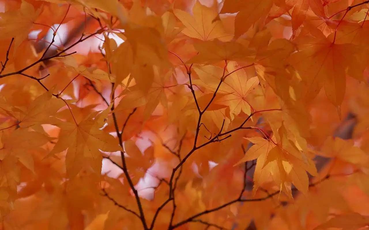 秋季风景唯美枫叶图片桌面壁纸