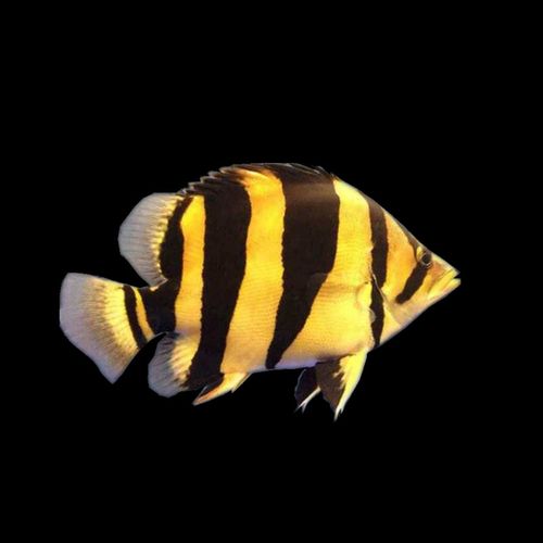 虎鱼活体印尼三纹四纹泰北新几内亚苏门答腊球虎短身苏虎高身鱼苗