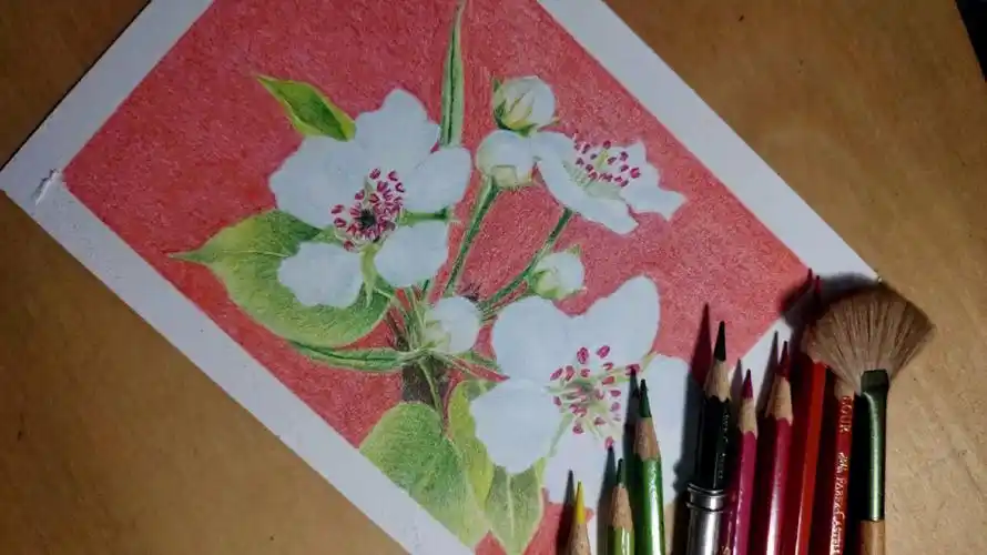 零基础自学彩铅画   梨花教程来了