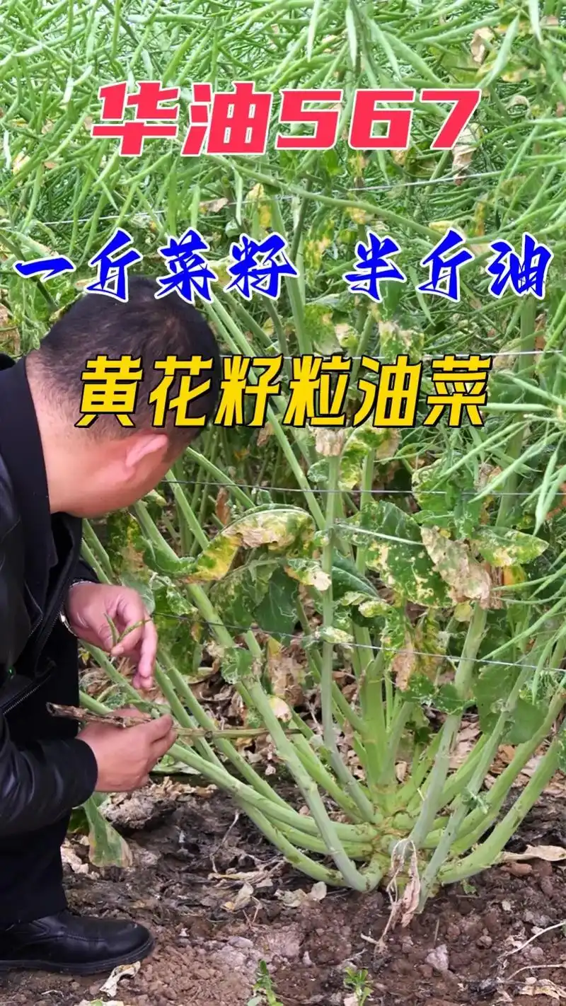 优质高产油菜品种.华油567,值得信赖!#油菜种植 #乡村味 - 抖音