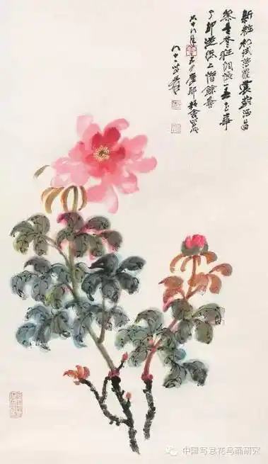 盘点历代名家笔下的那些牡丹(第六辑)|张书旗|江寒汀|李苦禅|张大千