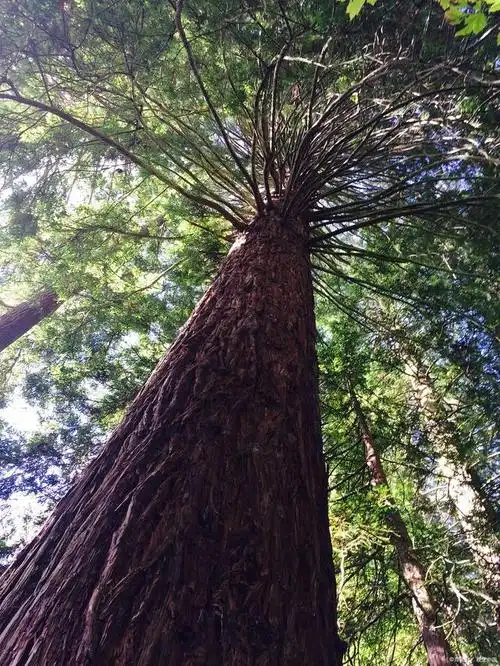 红头杉的功效与作用