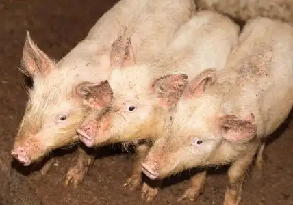 三猪吃农场里有三头小猪照片