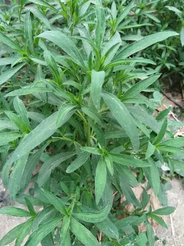 儿时野菜:扫帚苗