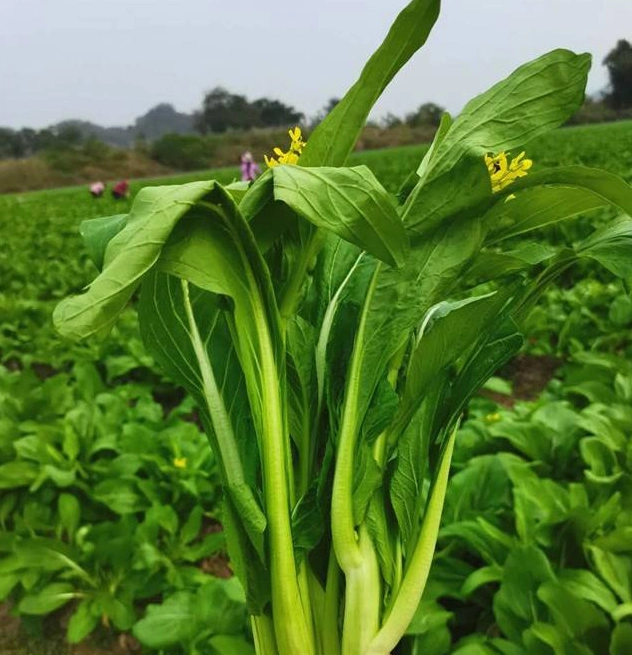 京东/顺丰包邮!￥49=5斤现摘连州菜心!手慢冇!