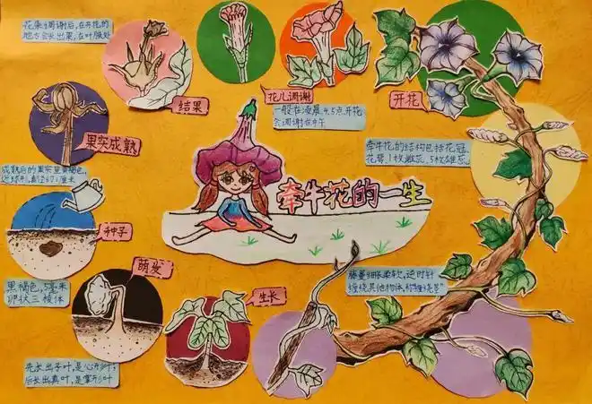 老师|牵牛花_网易订阅