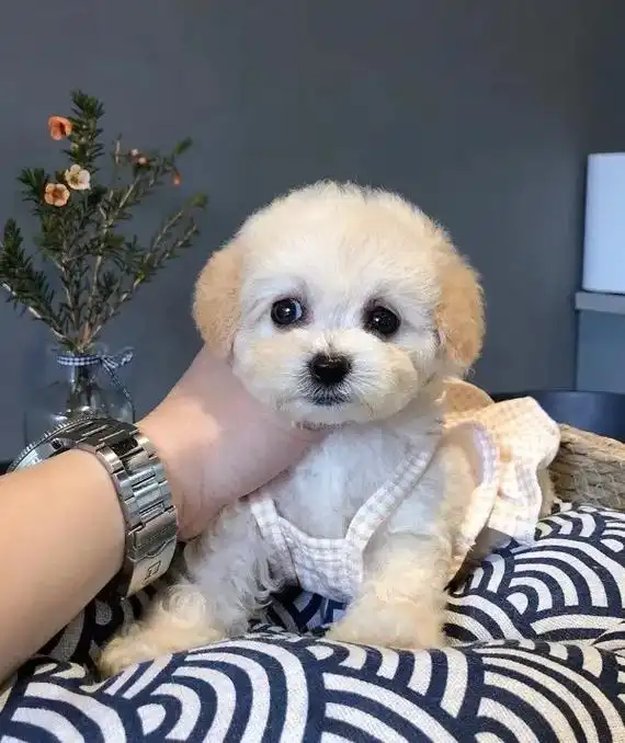 香槟色泰迪幼犬蹲新家1800一只.自家繁育基地繁育的香槟色泰 - 抖音