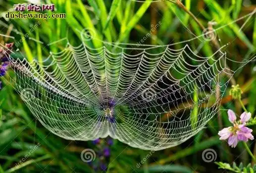 蜘蛛蛇资料品种简介