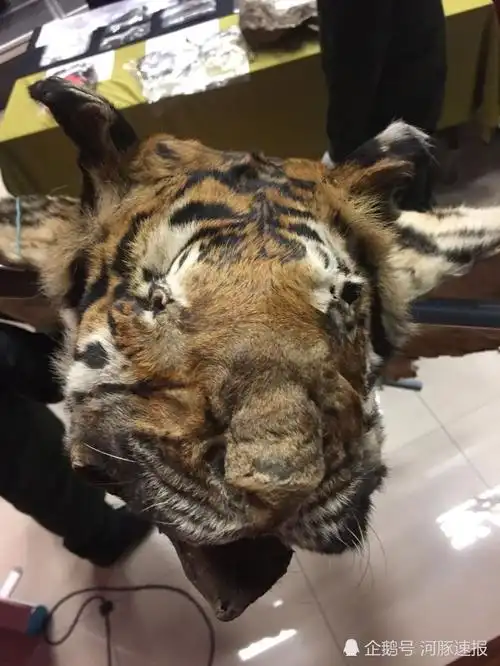 濒危老虎惨遭剥皮被做成装饰品,偷猎者连虎崽都不放过