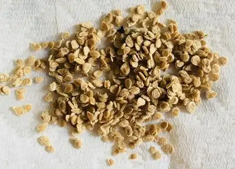 番茄的籽可以种吗