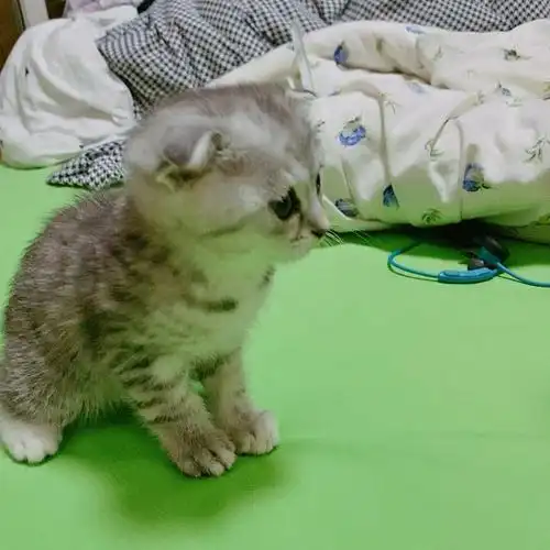 无偿领养银渐层和橘猫的串