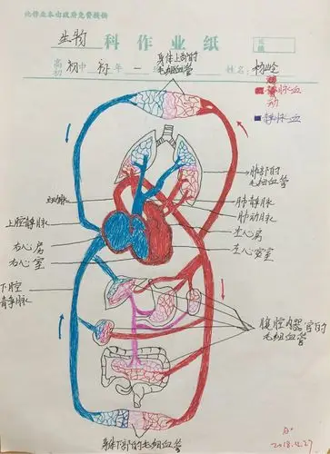 初一年《血液循环系统》优秀作业集