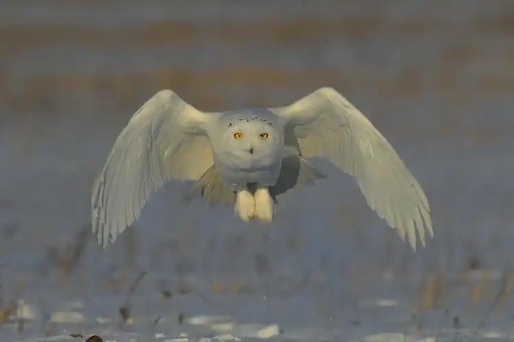 雪鸮别名白夜猫子,俗名白猫头鹰