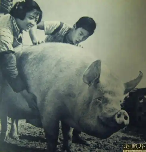 五十年代的中国摄影(老照片)五十年代的中国摄影(老照片)