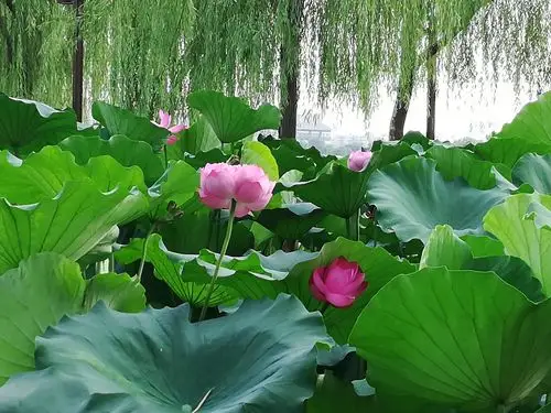 垂柳依依～荷花绽放