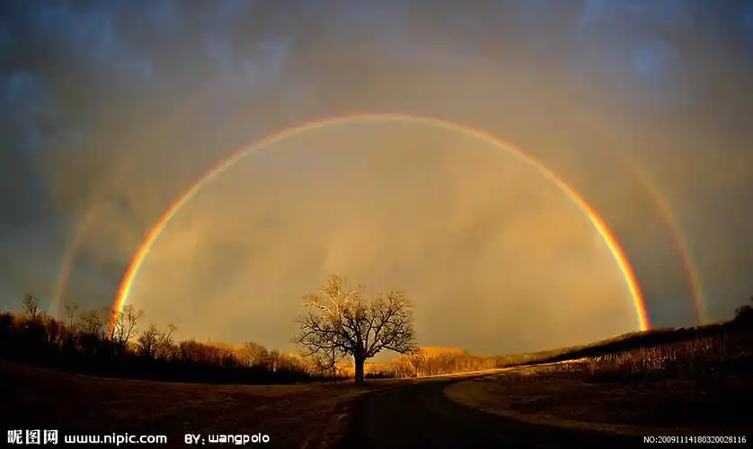彩虹和树图片