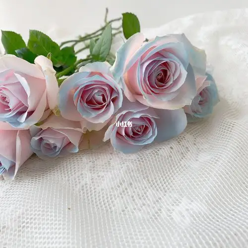 0615伊莎贝拉玫瑰|美出天际的吸色玫瑰_少女心_鲜花_厄瓜多尔_穿