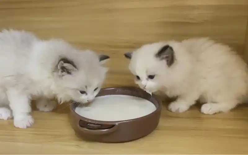 布偶小奶猫学喝奶奶