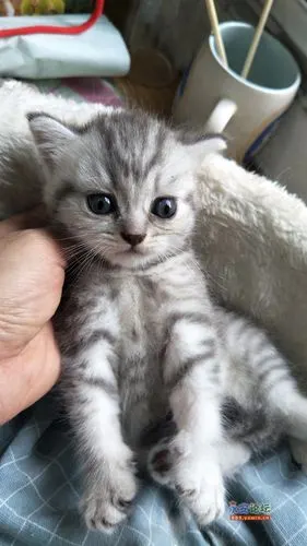 英短银虎斑出售